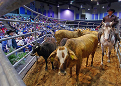 houston dynamic livestock show and rodeo