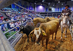 houston dynamic livestock show and rodeo